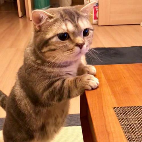 สมาชิกหมายเลข 4856876