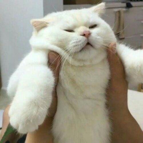 สมาชิกหมายเลข 3965390