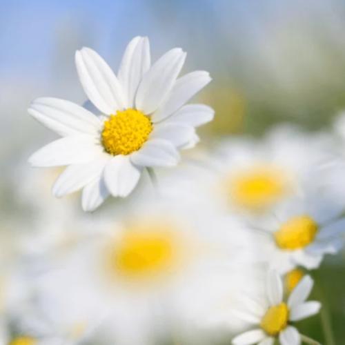 สมาชิกหมายเลข 8625255