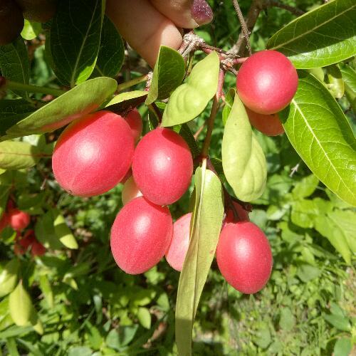 สมาชิกหมายเลข 4517762