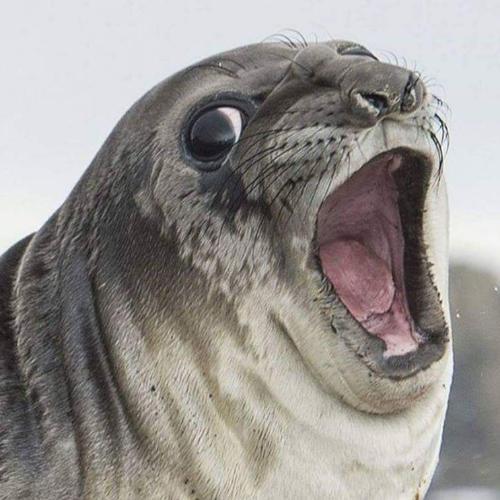 สมาชิกหมายเลข 2395294