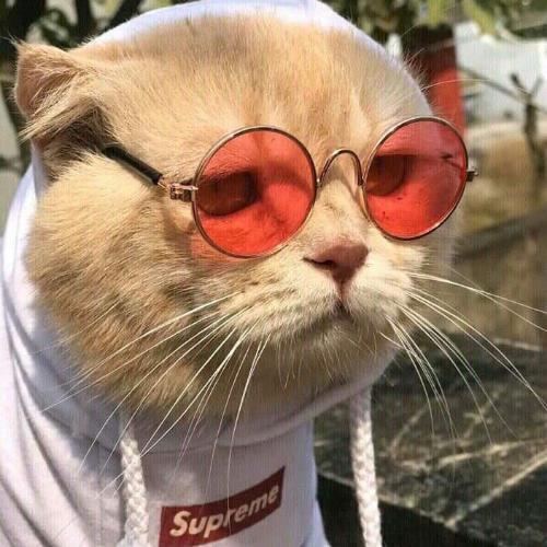 สมาชิกหมายเลข 5246275