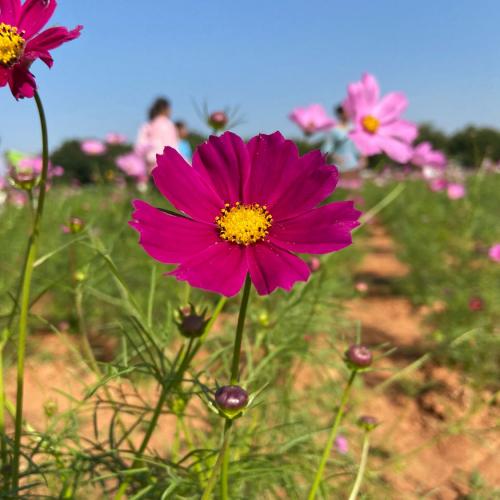 สมาชิกหมายเลข 4444041