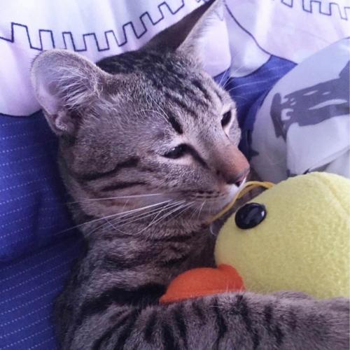 สมาชิกหมายเลข 6914542