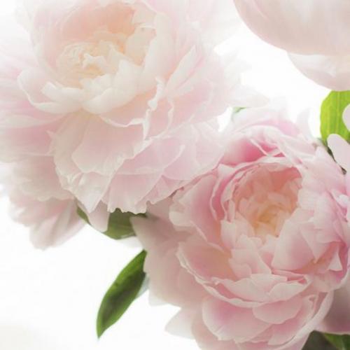 สมาชิกหมายเลข 2203099