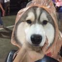 สมาชิกหมายเลข 2762403