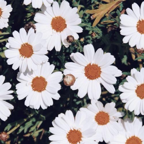 สมาชิกหมายเลข 2644529