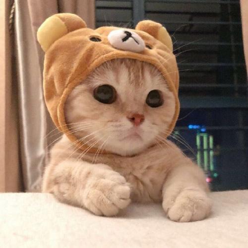 สมาชิกหมายเลข 3116270