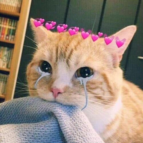 สมาชิกหมายเลข 6259648