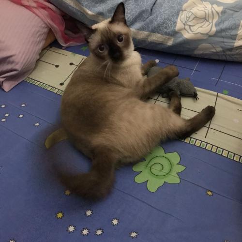 aunphichai