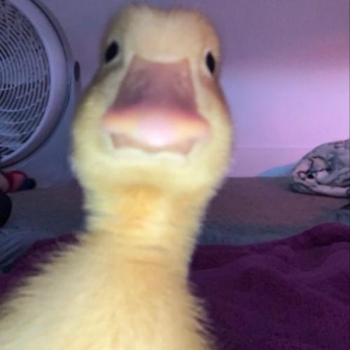 สมาชิกหมายเลข 4189147