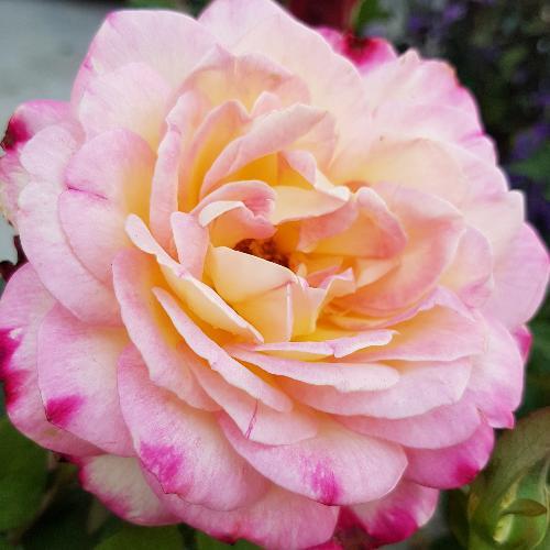 กานพลู...คนชอบเที่ยว