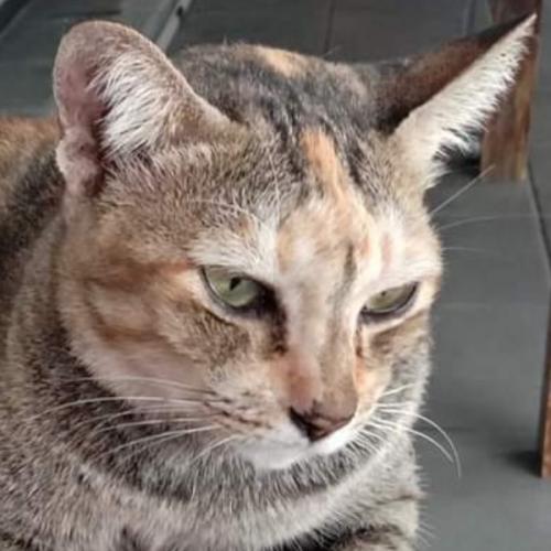 สมาชิกหมายเลข 5444355