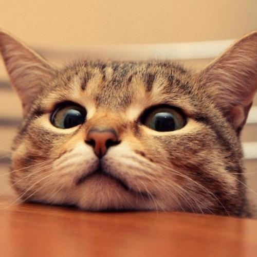 โอนี่จางมิเต๊มิเต๋