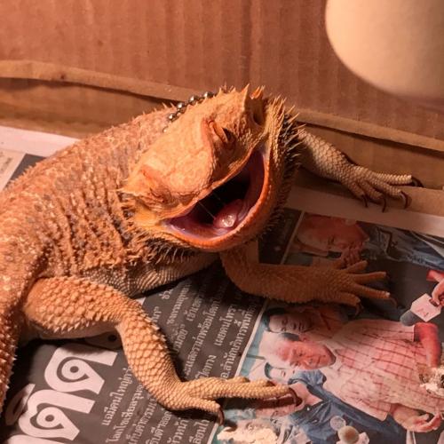 สมาชิกหมายเลข 1088310