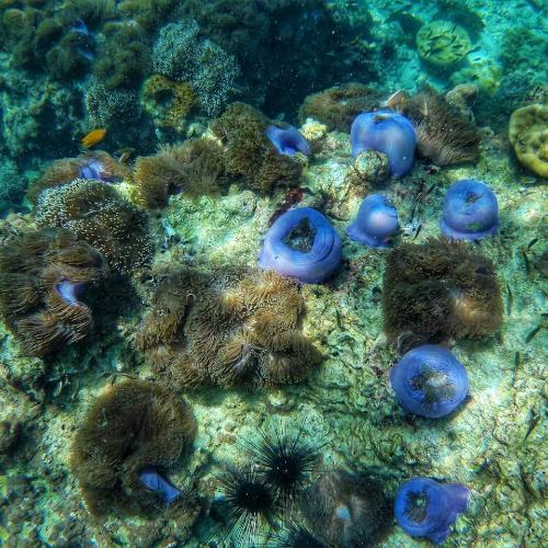 สมาชิกหมายเลข 4518860