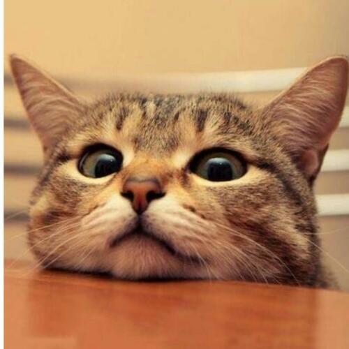 สมาชิกหมายเลข 4372324