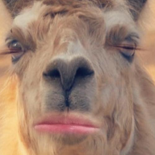 สมาชิกหมายเลข 4858839