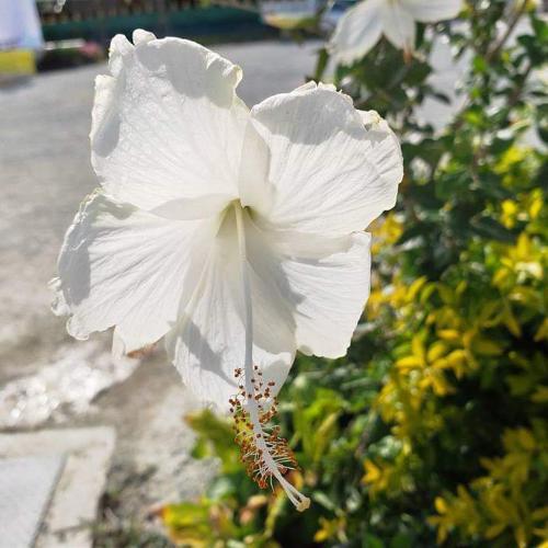 สมาชิกหมายเลข 5152131