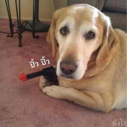 สมาชิกหมายเลข 2608788