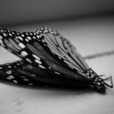 สมาชิกหมายเลข 3613969