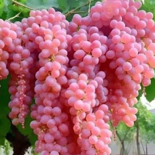 สมาชิกหมายเลข 1870046