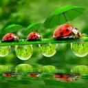 สมาชิกหมายเลข 4079447