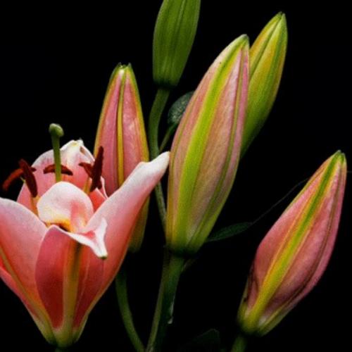 สมาชิกหมายเลข 6262855