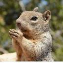 สมาชิกหมายเลข 2136299