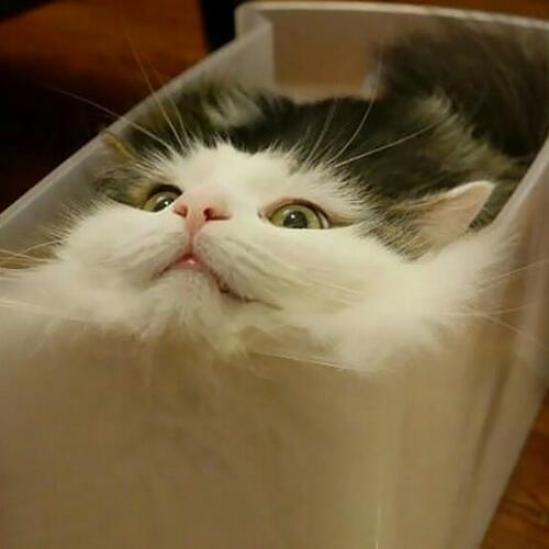 สมาชิกหมายเลข 4517802