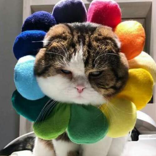 สมาชิกหมายเลข 4860278