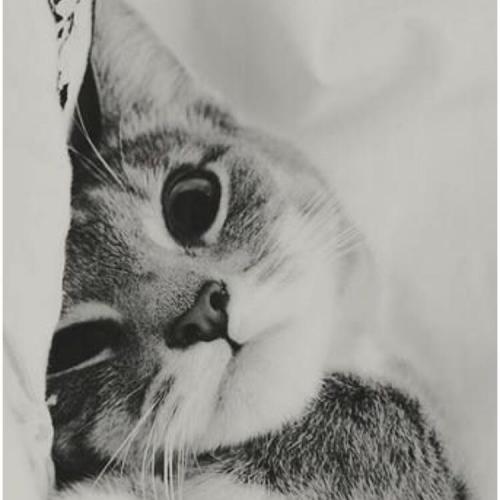 สมาชิกหมายเลข 4780906