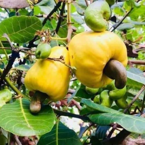 สมาชิกหมายเลข 6197943