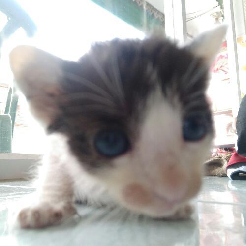 สมาชิกหมายเลข 4522673