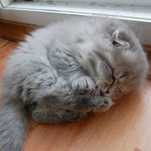 แมวน้อยขนปุย