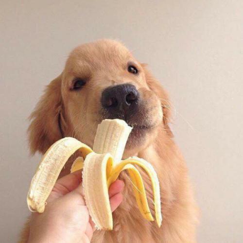 หัวหน้าสมาคมนิยมนายแบบเกาหลี