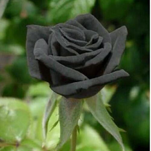 สมาชิกหมายเลข 3558364