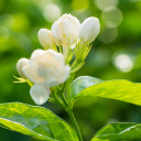 สมาชิกหมายเลข 5249884