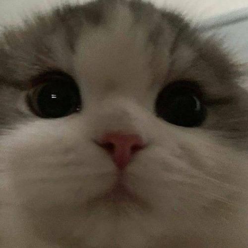 สมาชิกหมายเลข 6594252