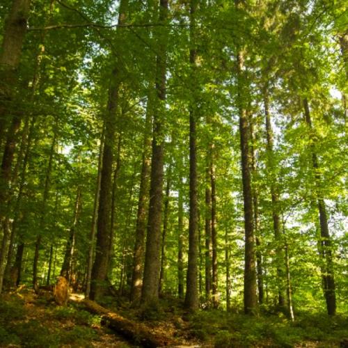 สมาชิกหมายเลข 6876519