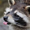 สมาชิกหมายเลข 5250313