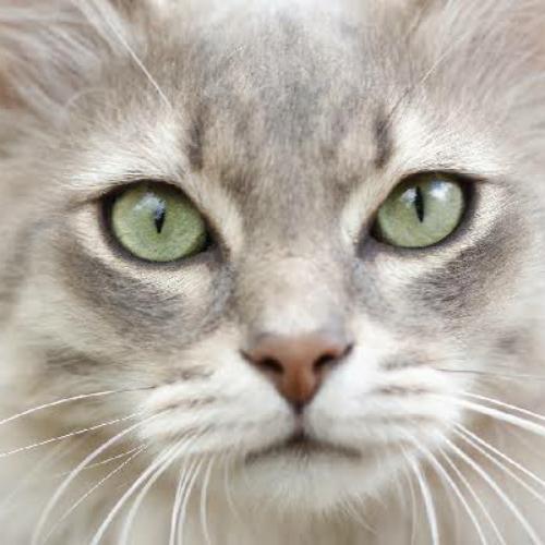 สมาชิกหมายเลข 5682561