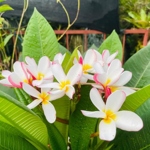 แก้ว เอิ้น แก้ว กะดั้ย