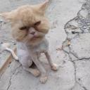 สมาชิกหมายเลข 4083121