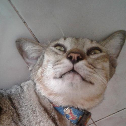 สมาชิกหมายเลข 4861073