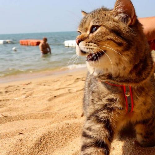 สมาชิกหมายเลข 4551347