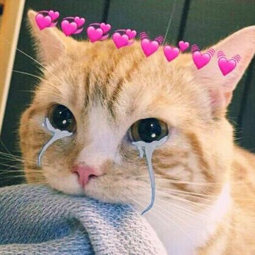 สมาชิกหมายเลข 5682989