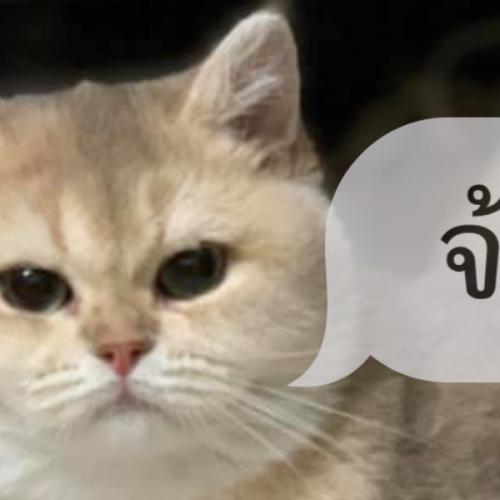 สมาชิกหมายเลข 6265403