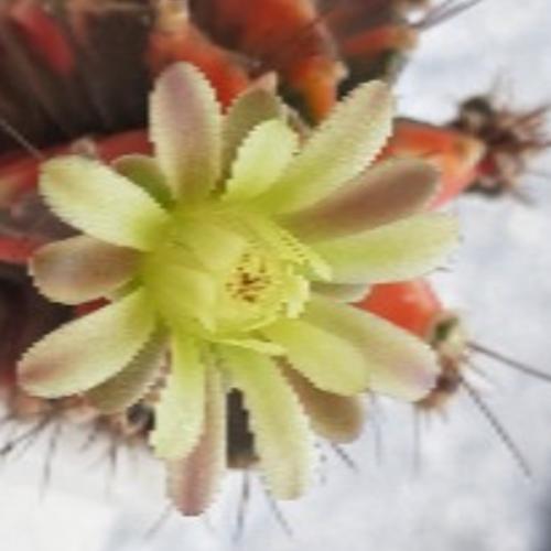 สมาชิกหมายเลข 4768591