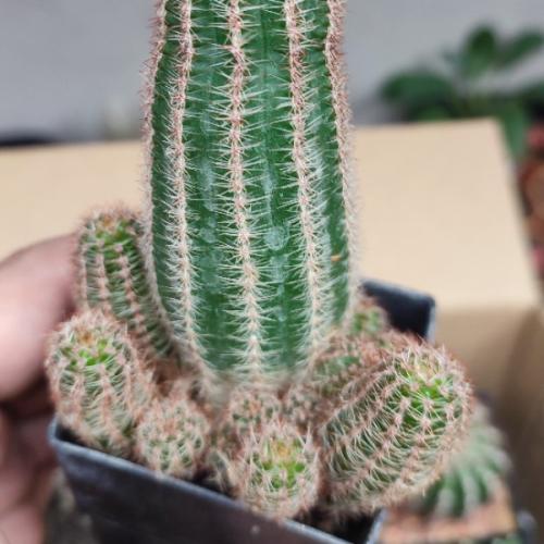 สมาชิกหมายเลข 7461990